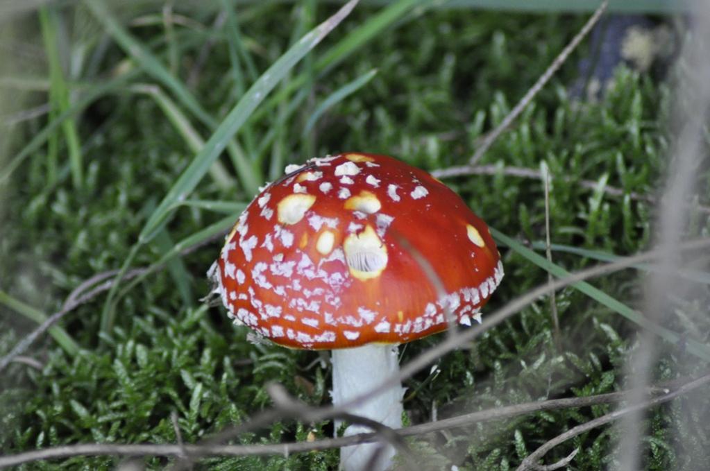 Fliegenpilz
