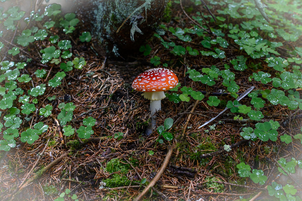 Fliegenpilz