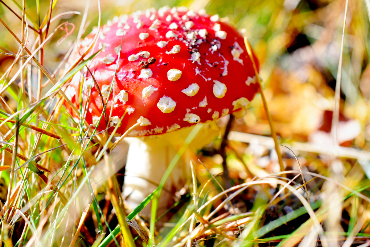 Fliegenpilz