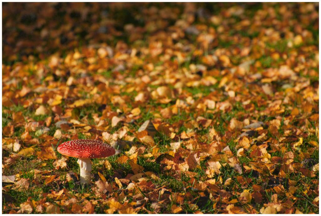 Fliegenpilz