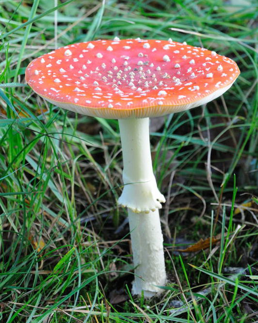 Fliegenpilz