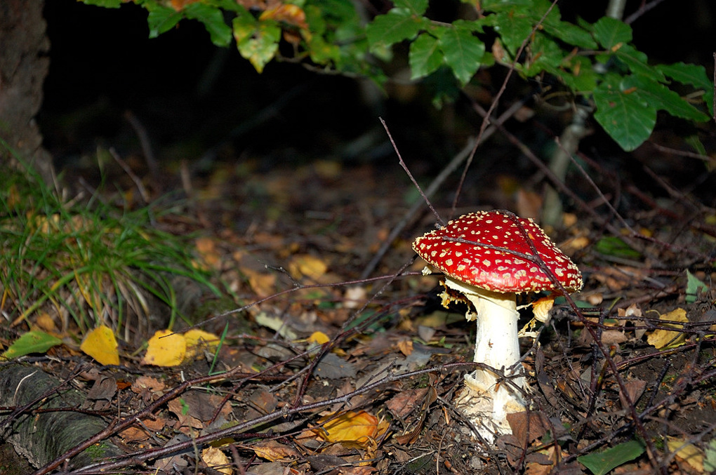 Fliegenpilz