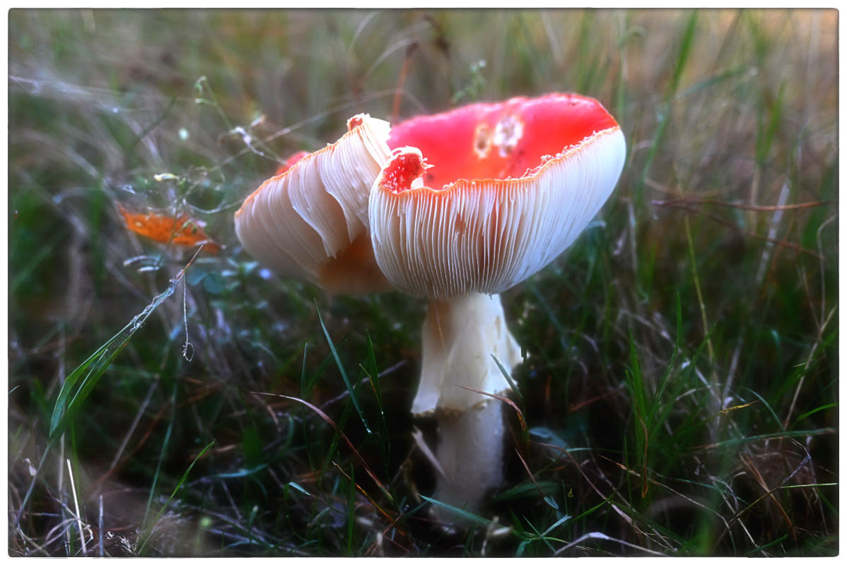 Fliegenpilz_4_1.jpg