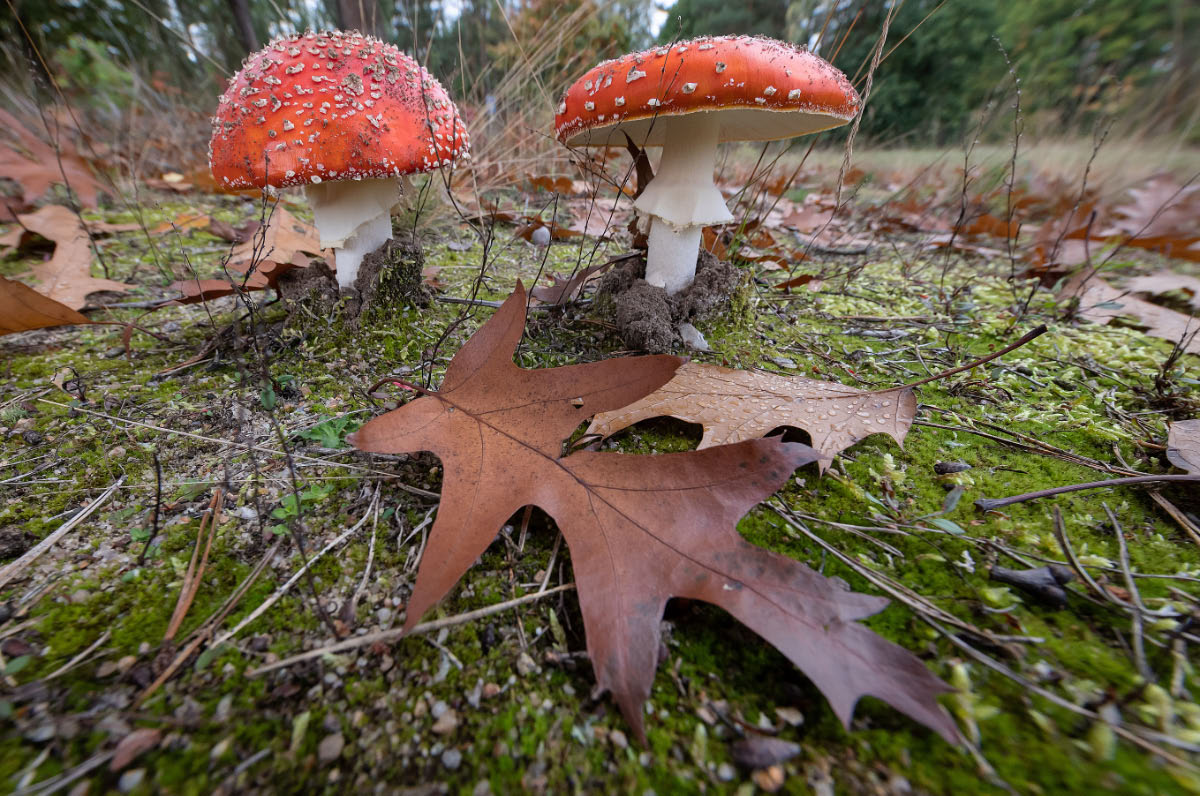 Fliegenpilze im Herbst.jpg
