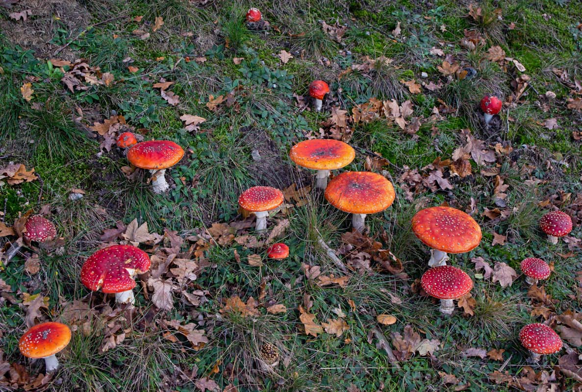 Fliegenpilze sind gesellig-1.jpg