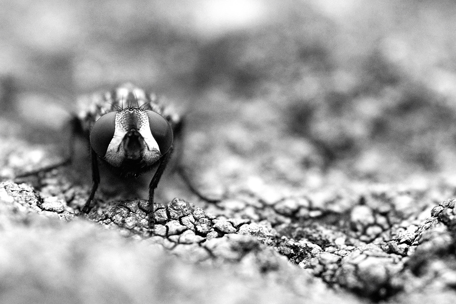 fliegeSW 2