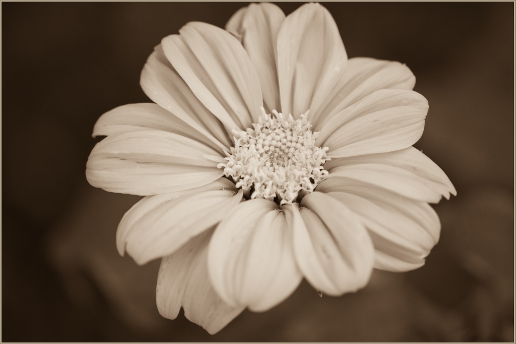 Flora310