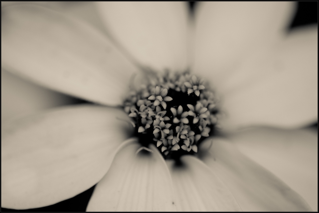 Flora311