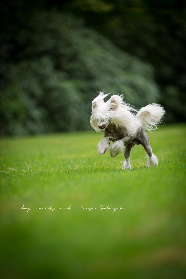 Flotter Feger