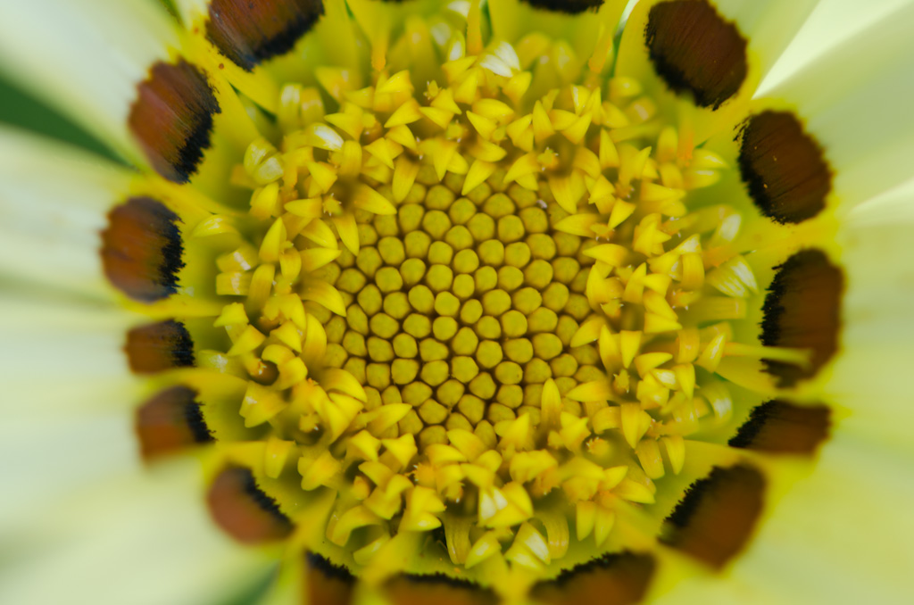 Flower 1