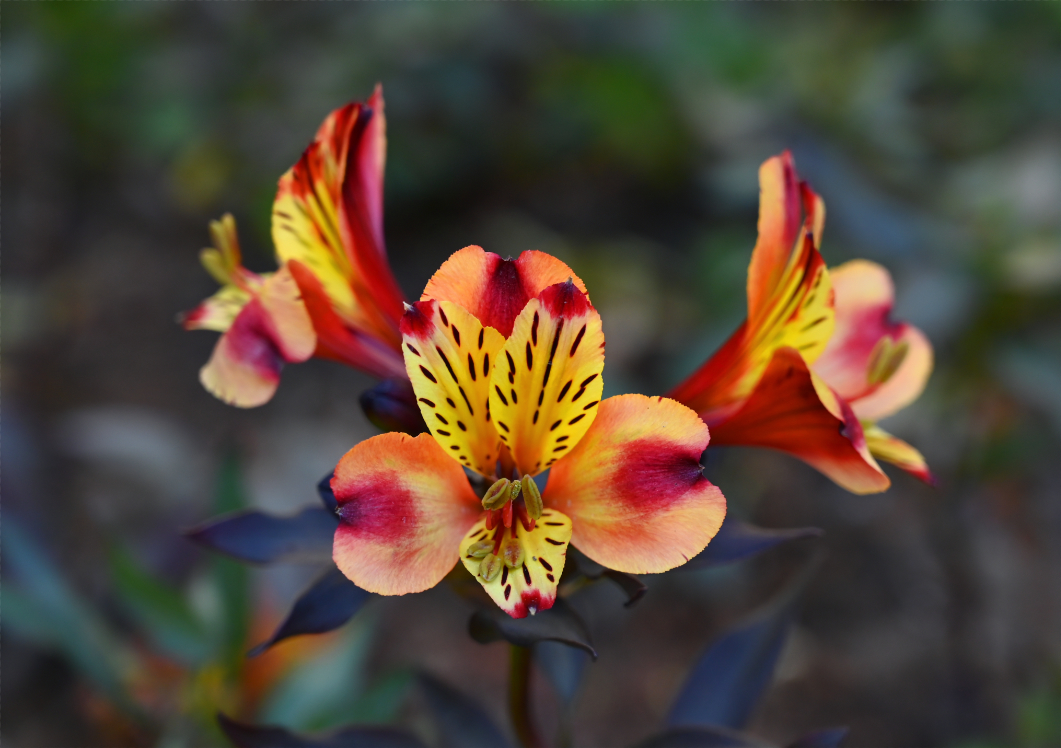 Flower II