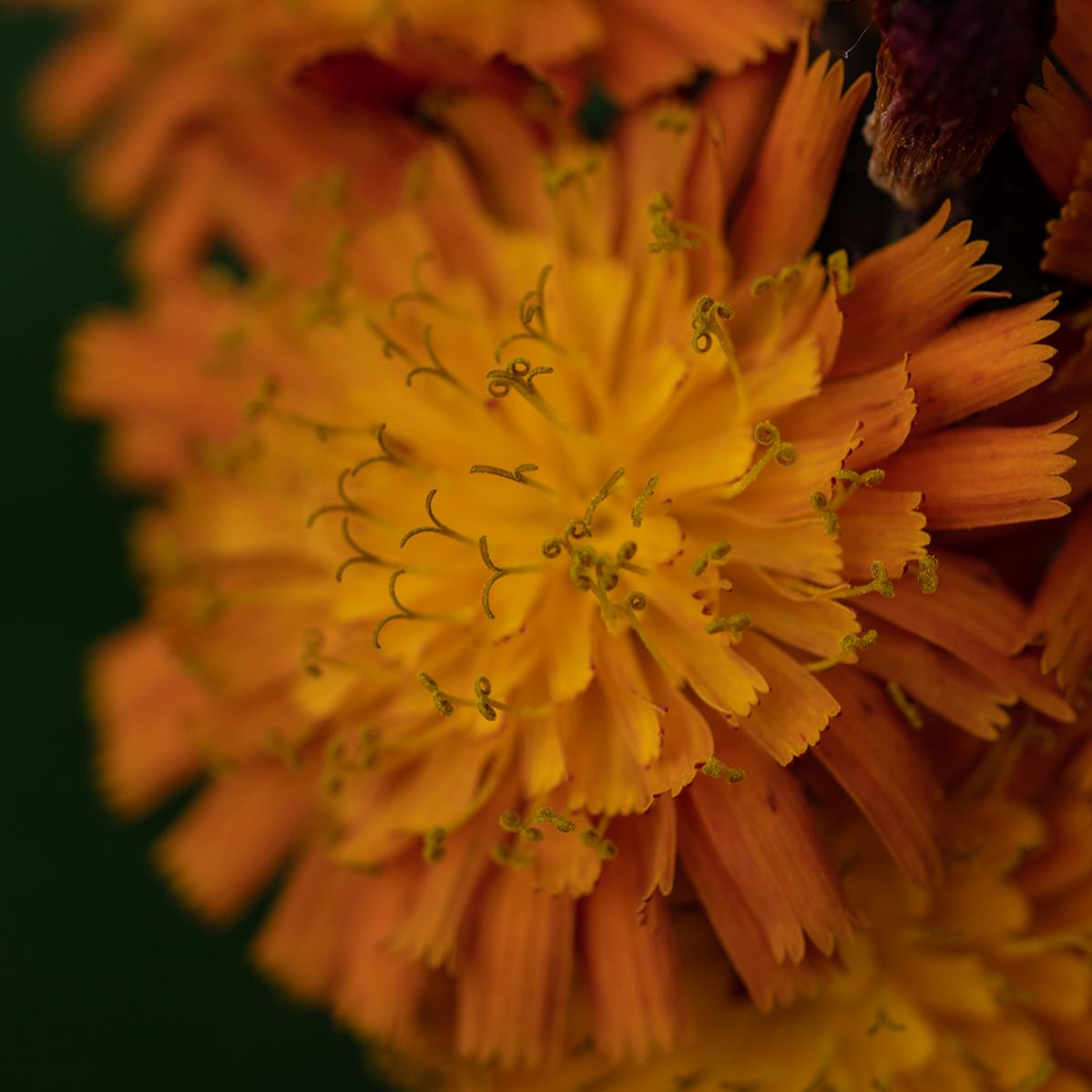 Flower P5270433