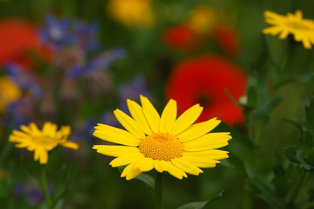 Flower Power im Eden Project