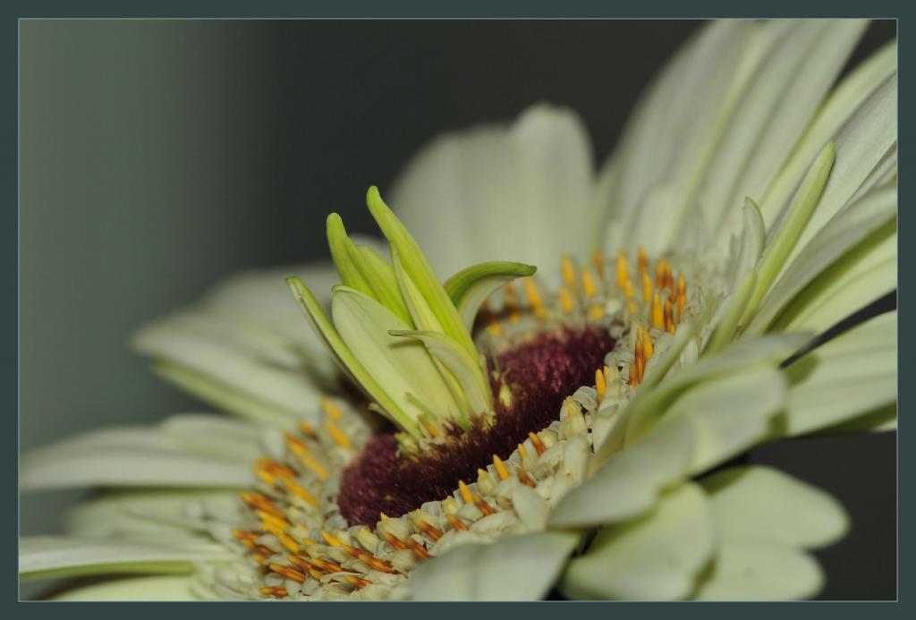 flowerDSC 8263a
