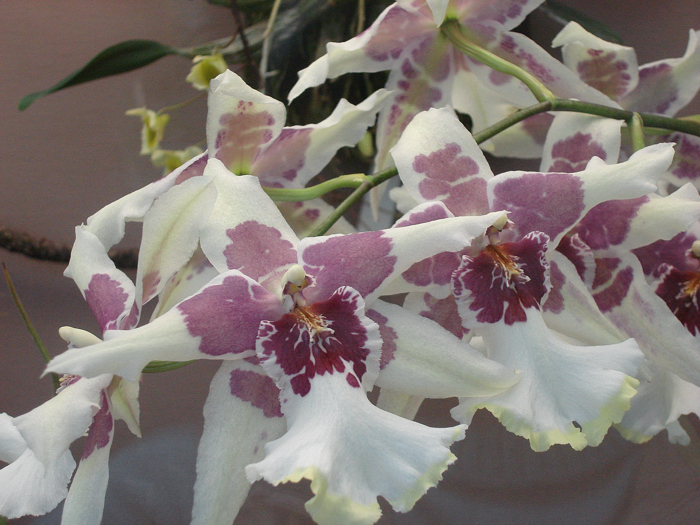 Flowers Sin 005a