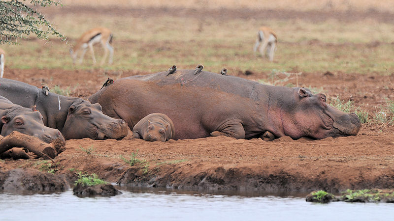 Flußpferde im Lake Manyara Nationalpark
1768