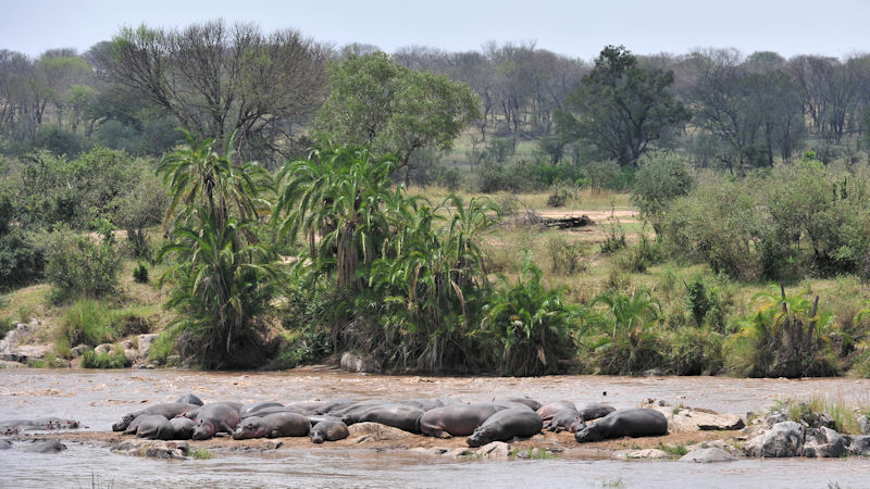 Flußpferde sonnen sich auf einer Insel im Mara-River
Serengeti
0779