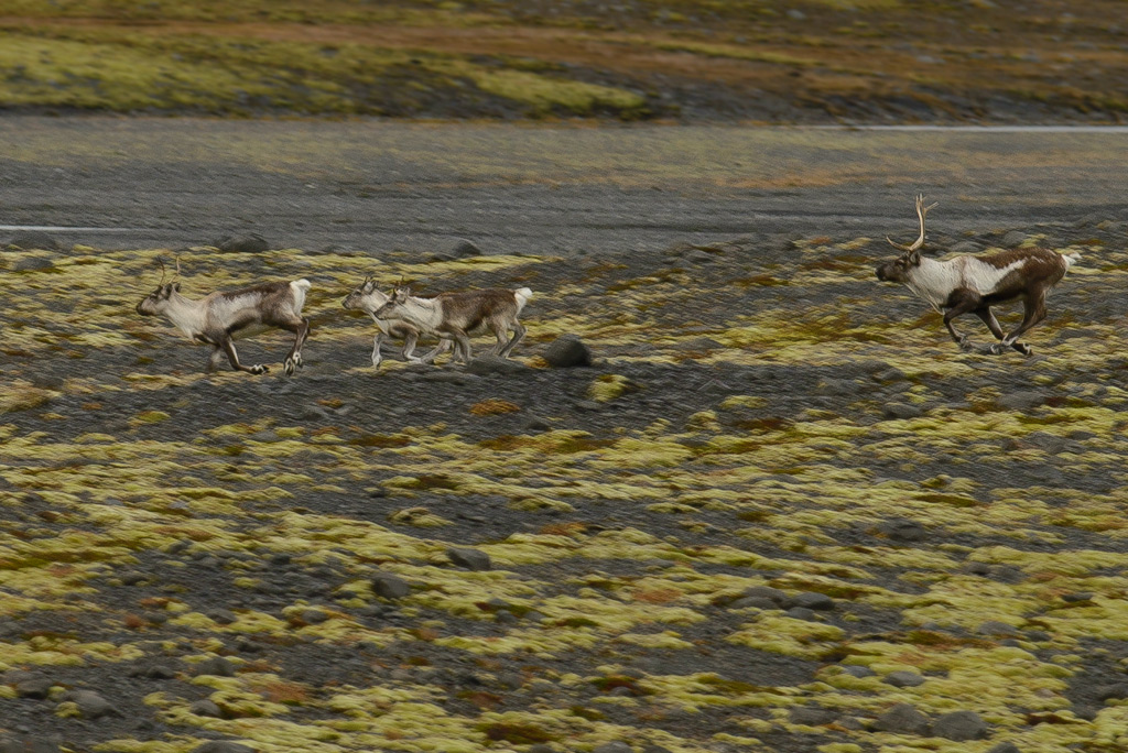 Flucht 20141016 115855 island 2014