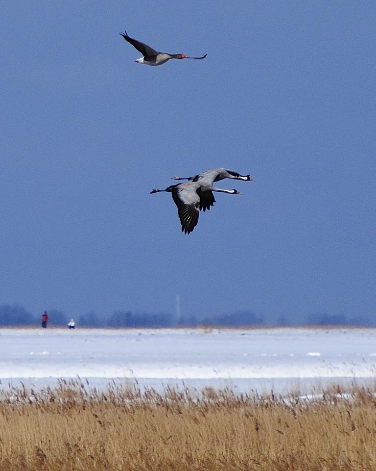 Flugbegleitung