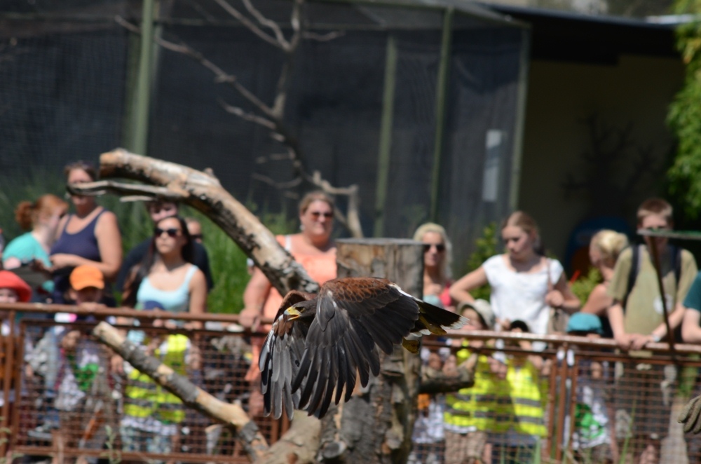 FlugshowZooKoeln