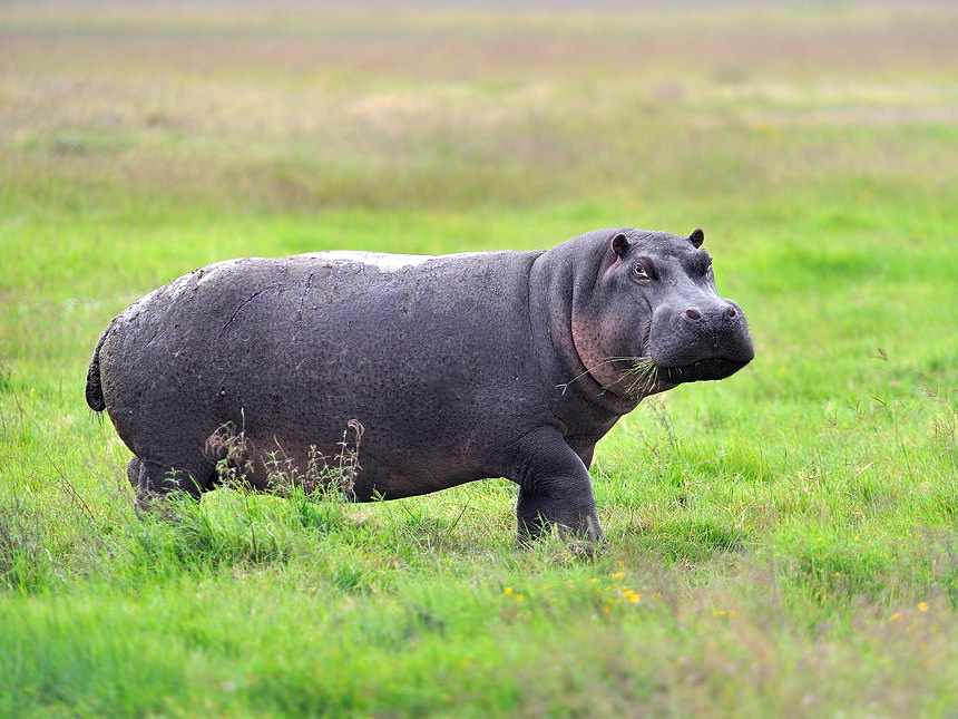 Flusspferd, Kiboko 2