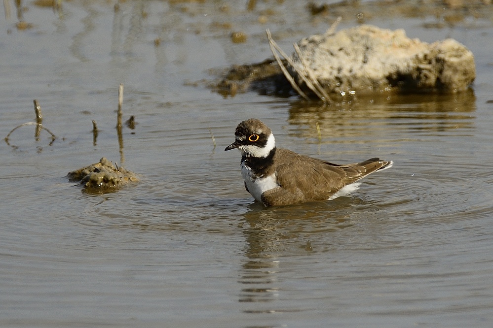 Flussregenpfeiffer 2015 03875