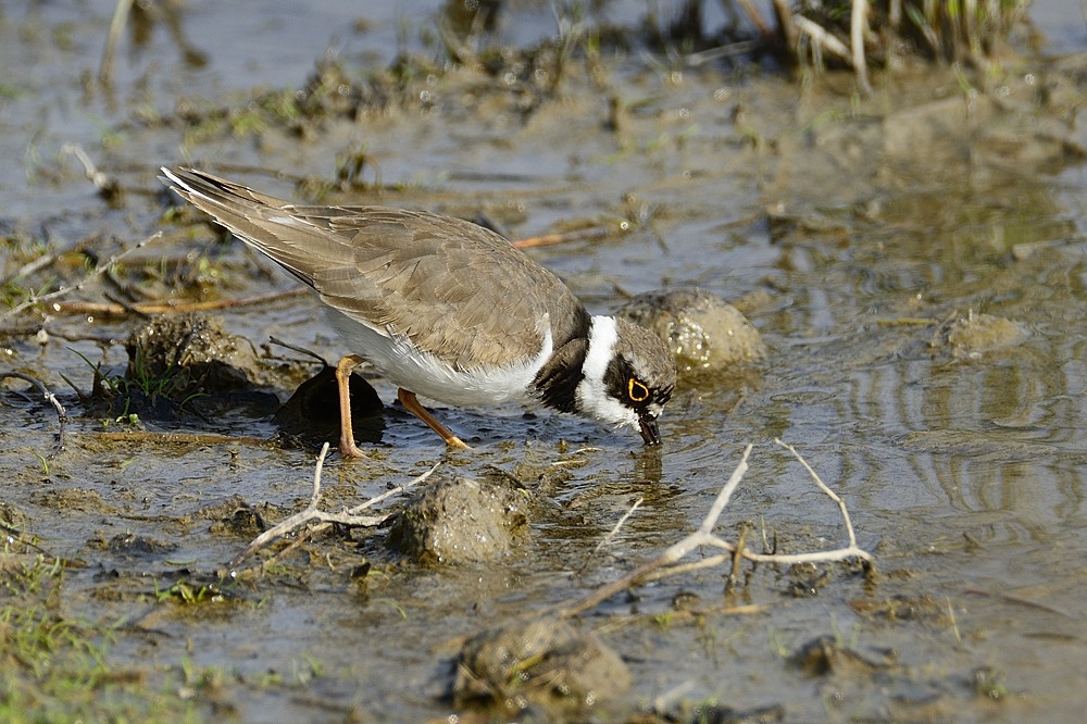 Flussregenpfeiffer 2015 03895