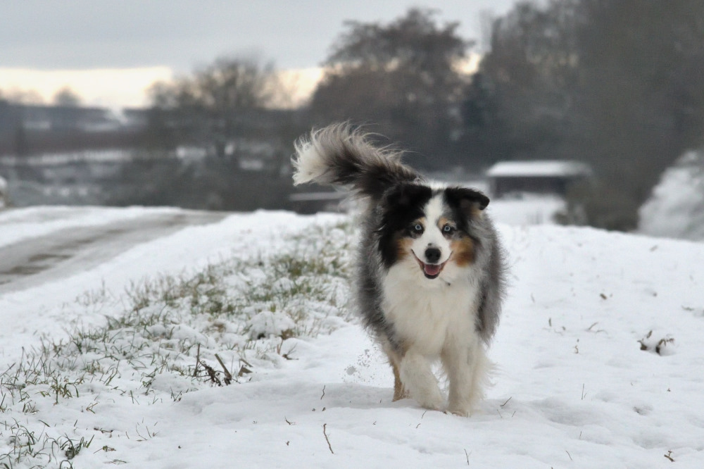 Fly im Schnee