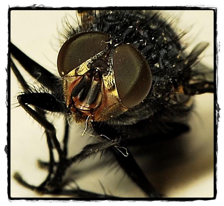 fly