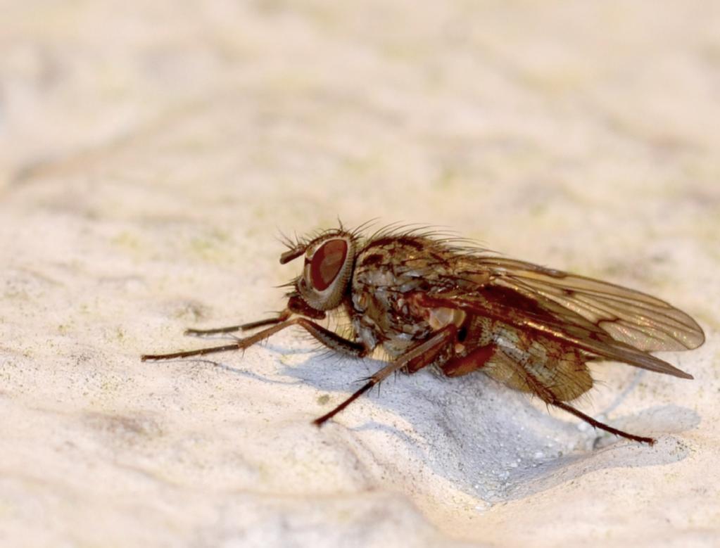 Fly