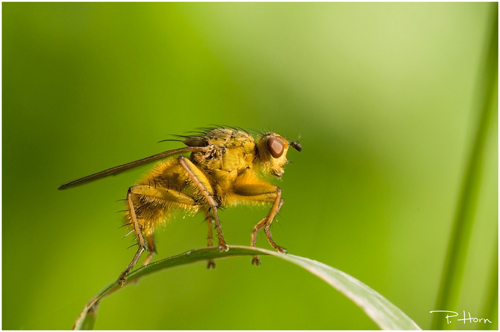 Fly