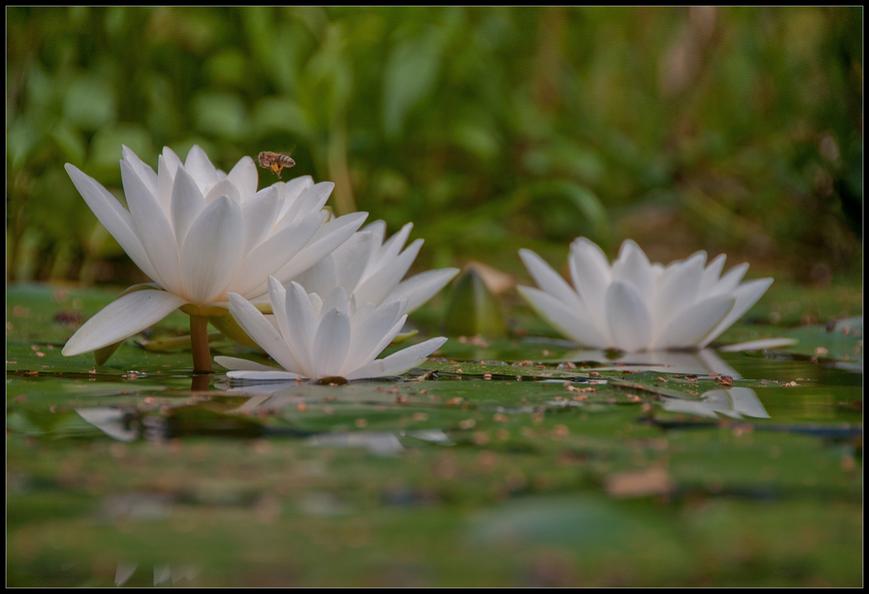 Flying to the Flowers