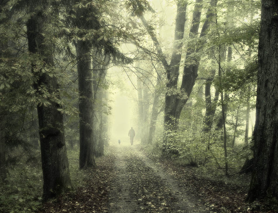 foggy forest