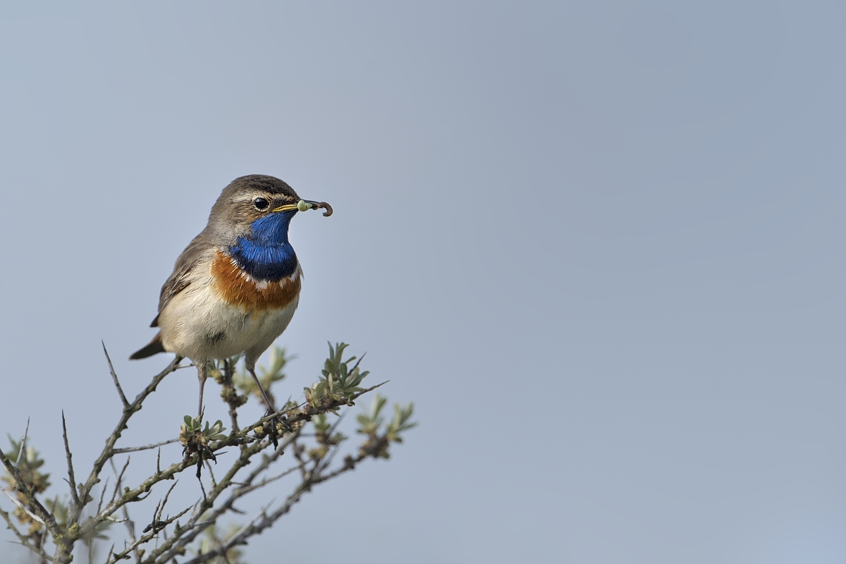For. Blaukehlchen 2 5063