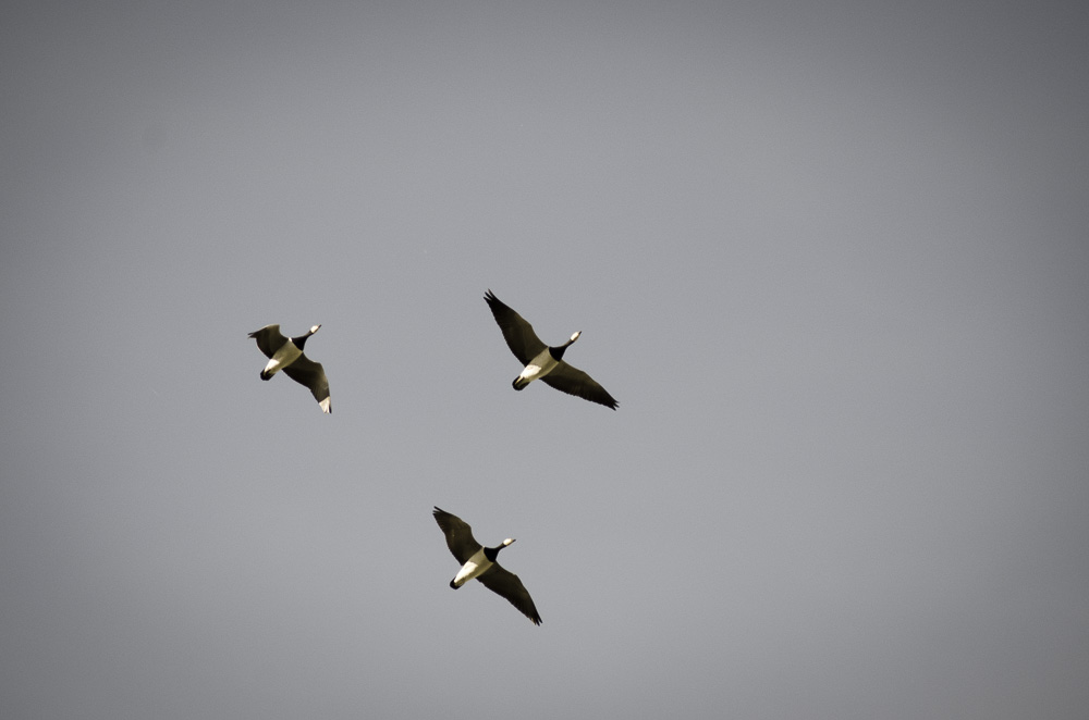 Formationsflug