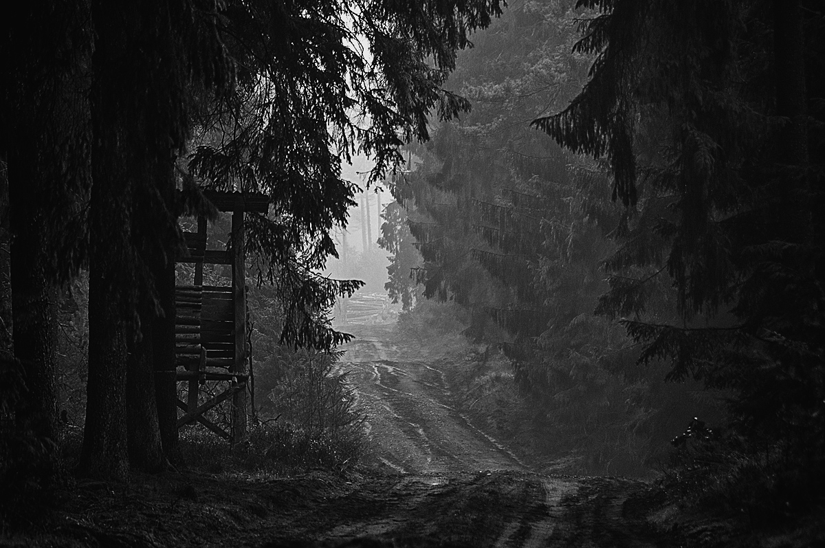 Forstweg in den Tiefen der Göhrde