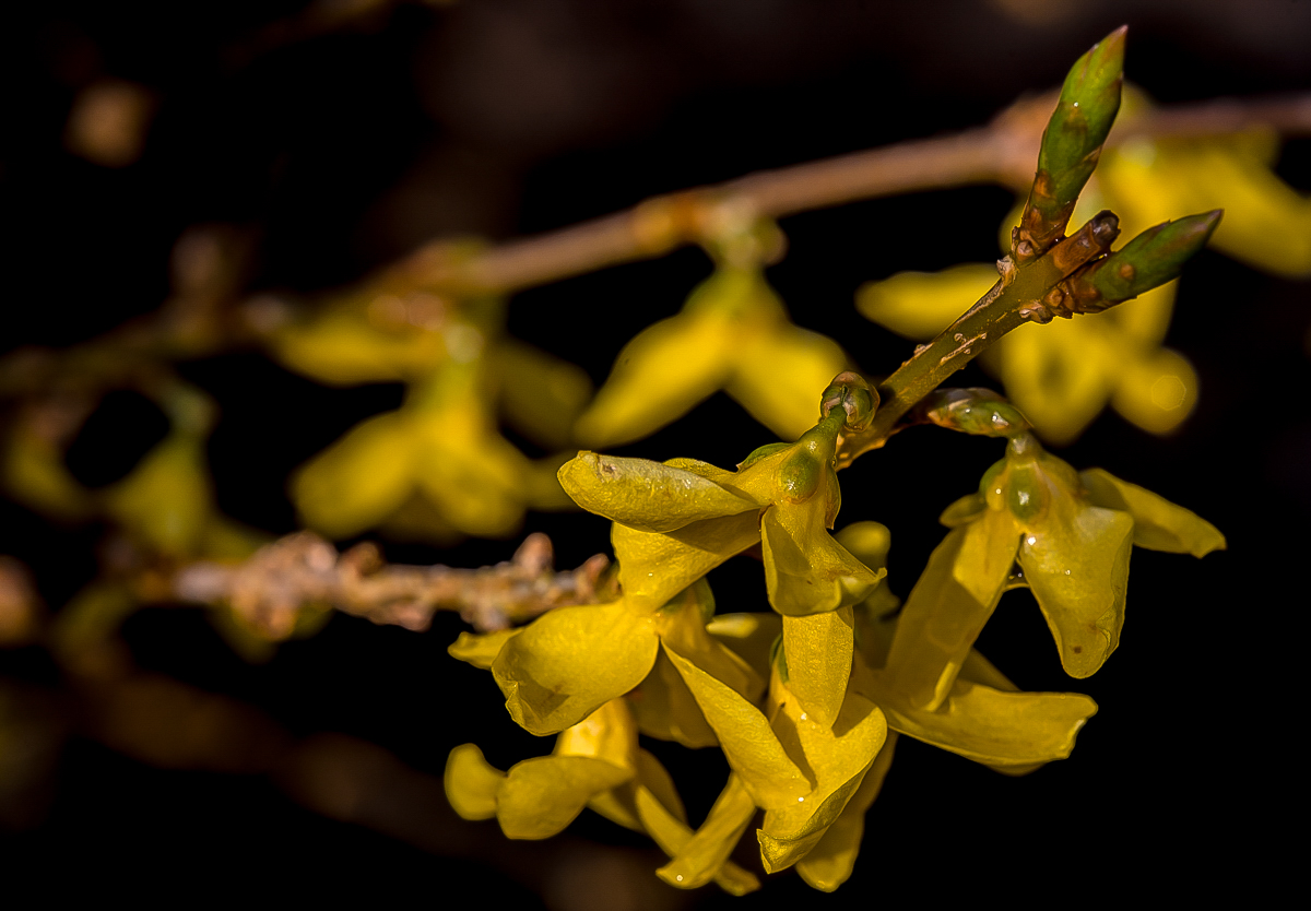 Forsythie (1 von 1).jpg