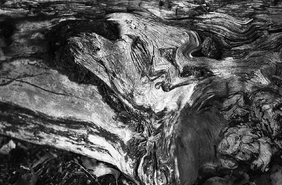 fossiles Holz, im Großen Moor