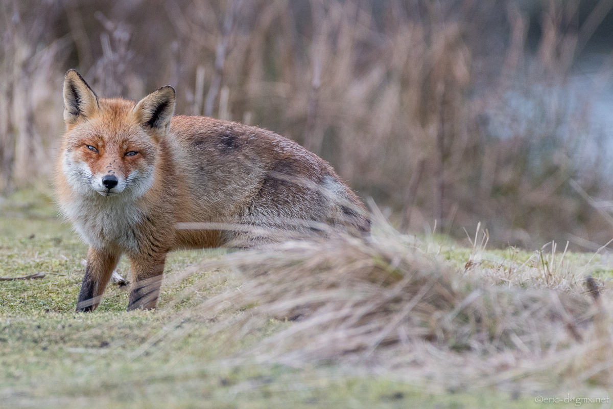 Fox 3