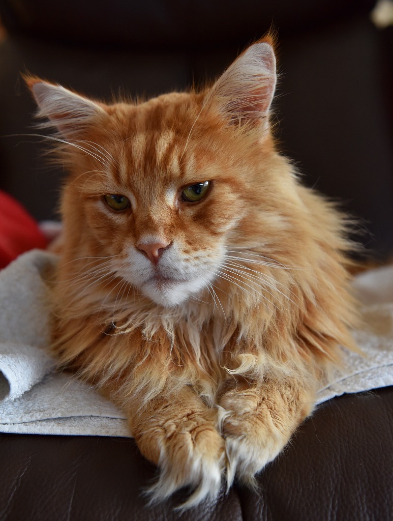 Foxy Nov2015