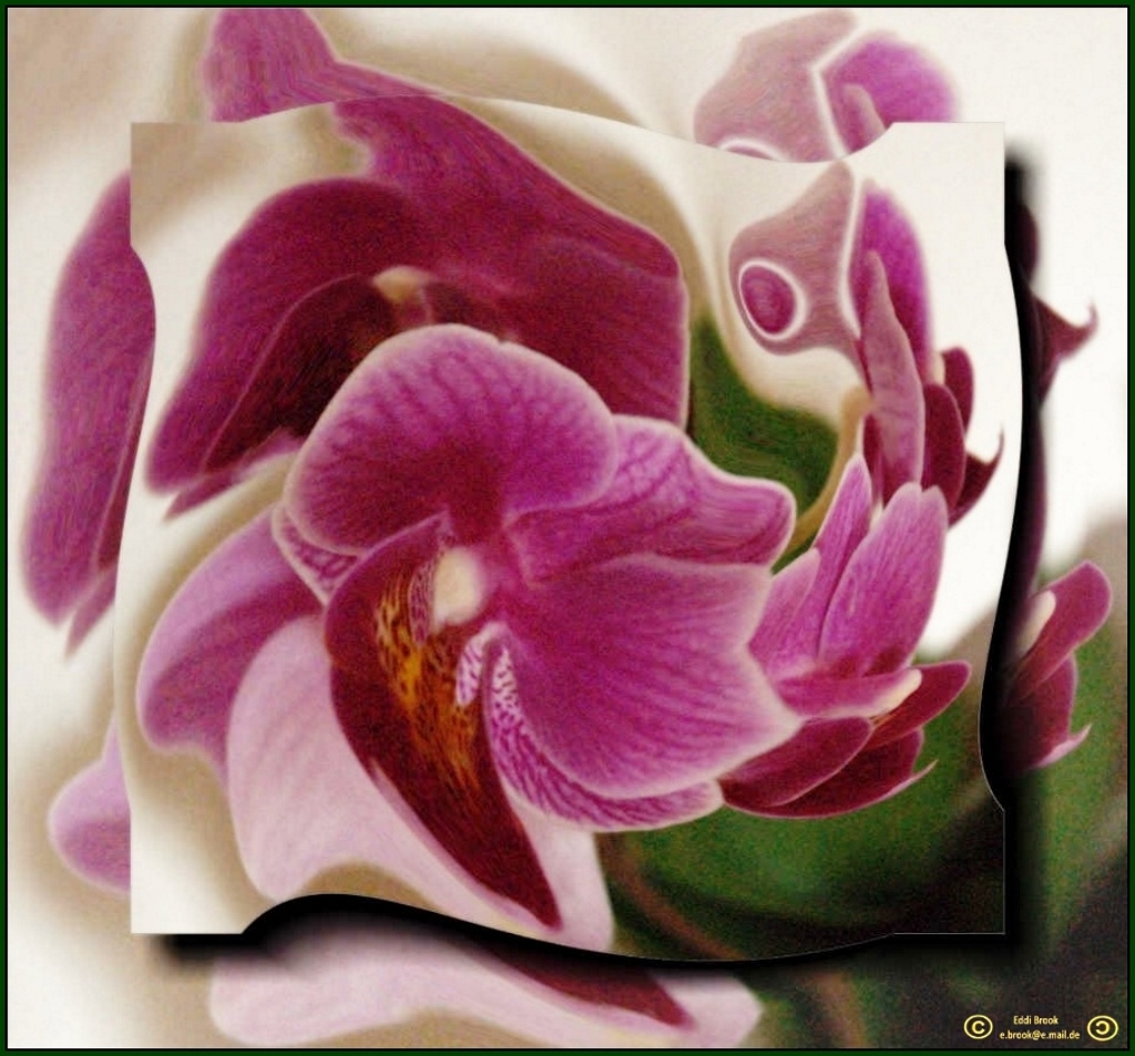 FP011 Malerische Orchidee