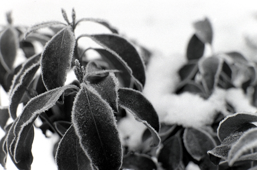 FP4 in Rodinal 1+25 bei 16°