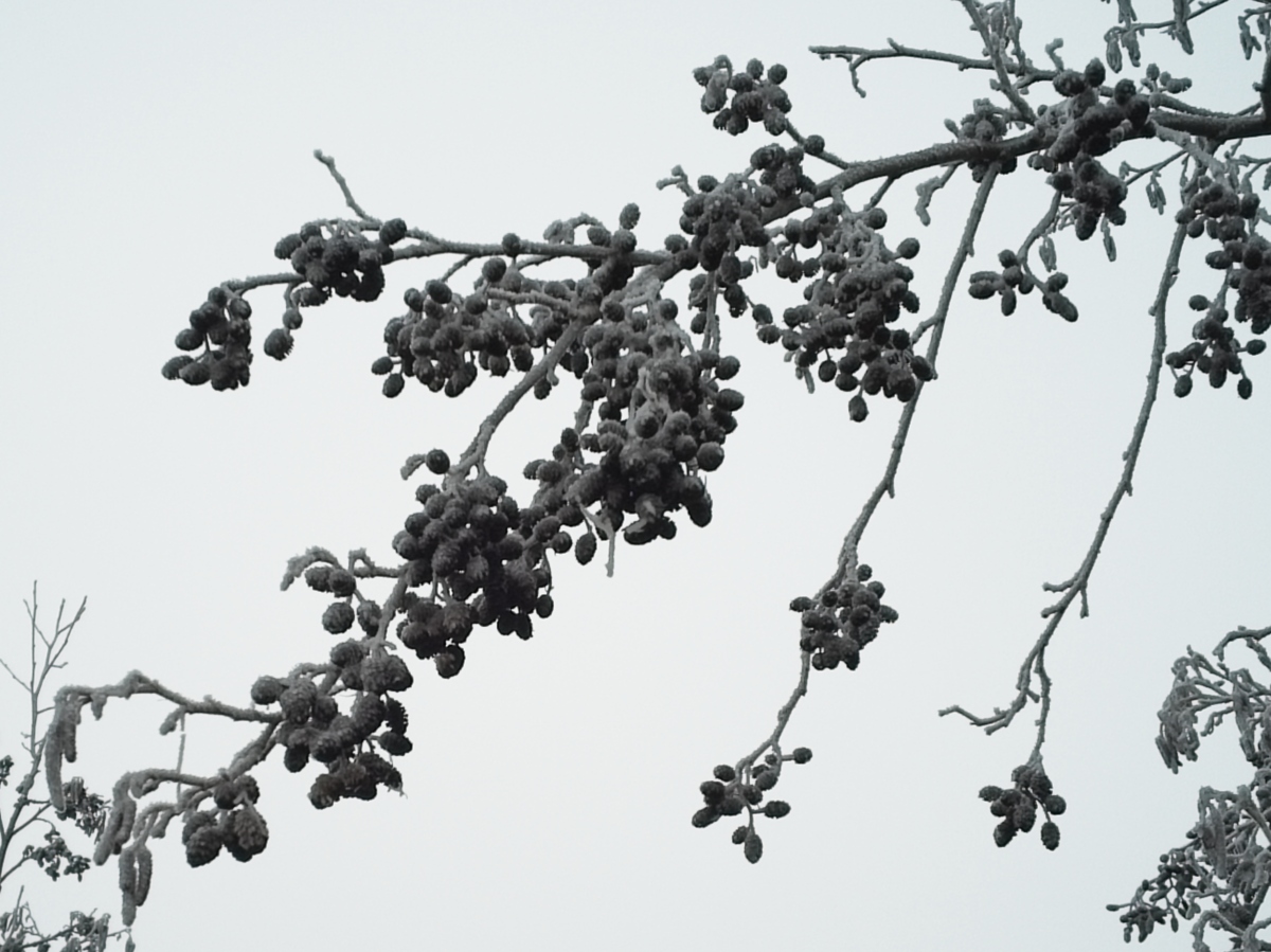 FP5_2024_12_29_10_11_18_1200.jpg