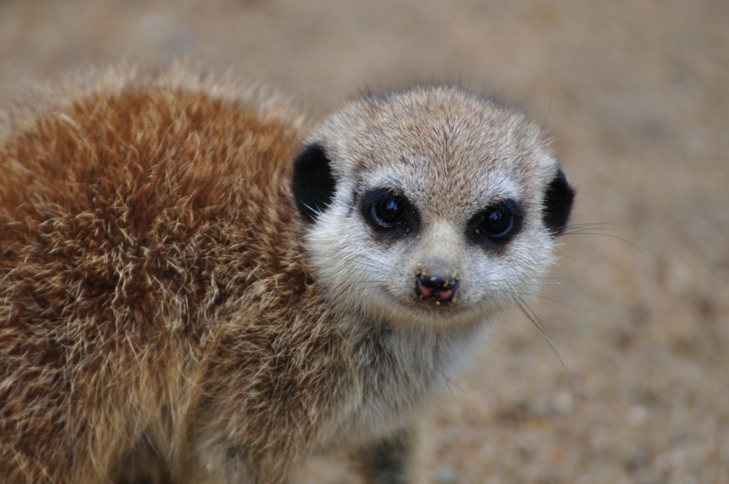 Fröhliches Erdmännchen