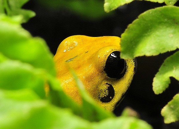 Fröschli_Nikon1.jpg