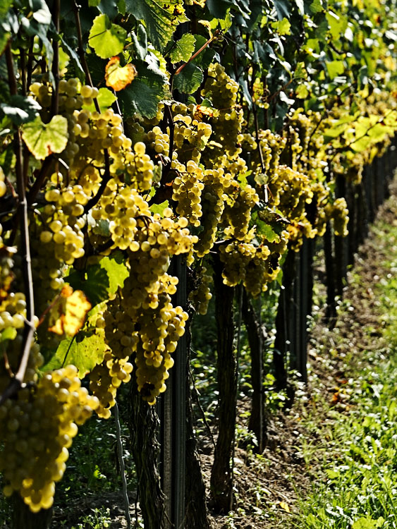 Frühherbst 1