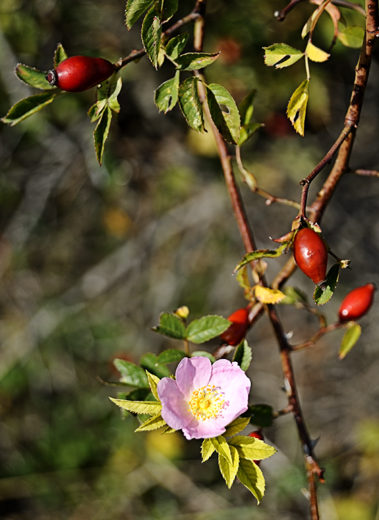Frühherbst 2