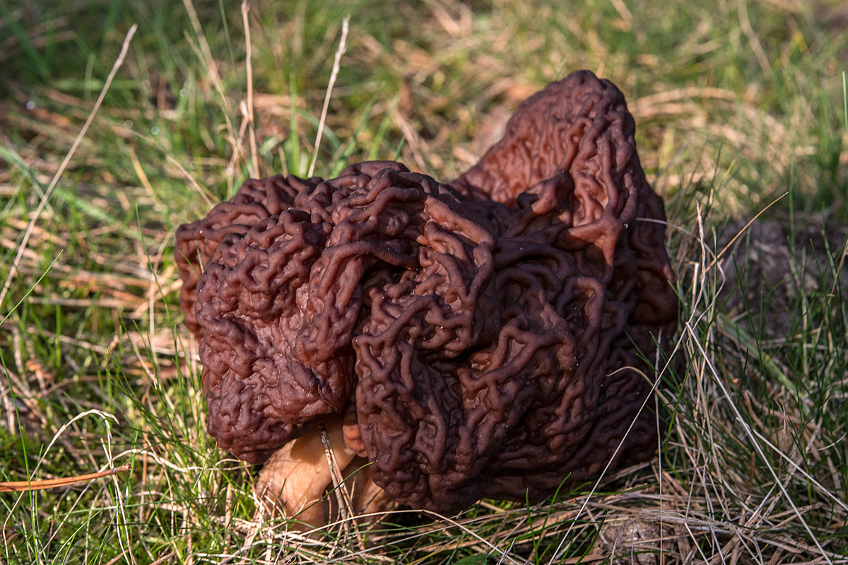 Frühjahrslorchel 1