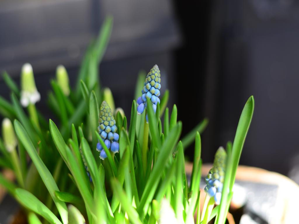 Frühling 01