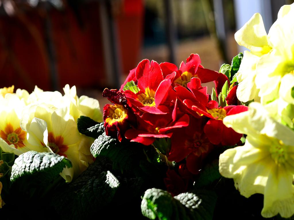Frühling 02